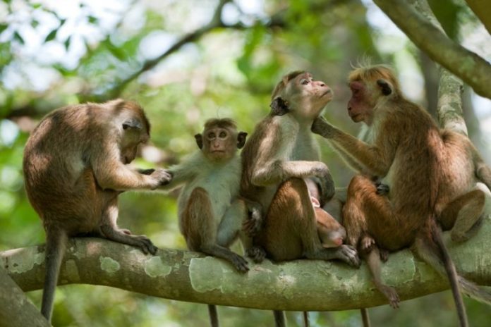 Monkey Export: Understanding China’s Behavior in Vulnerable Countries